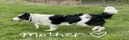 Border Collie dogs for sale: Absolutely Gorgeous Black&White Border Collie Pups - Advert 6