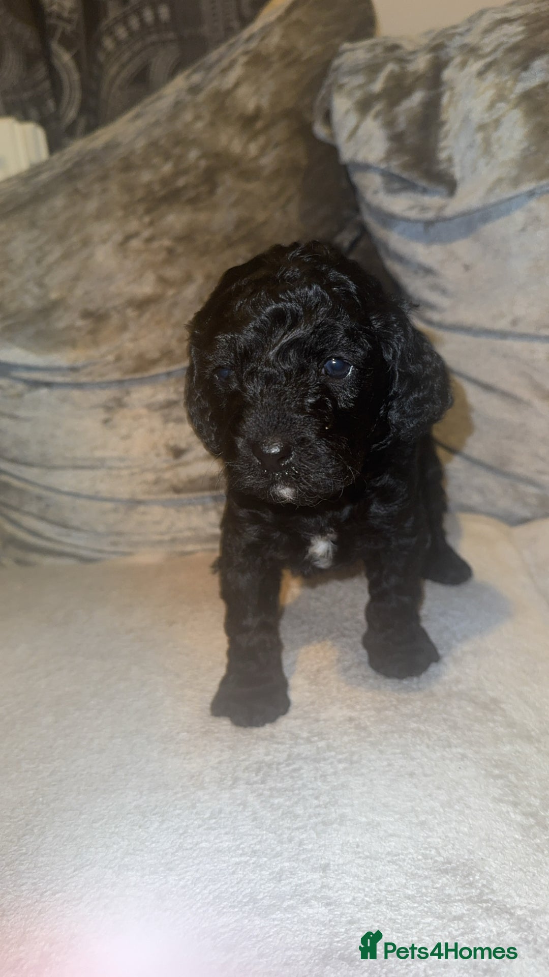 Cockapoo dogs for sale: F1B cockerpoo pups - Advert 12