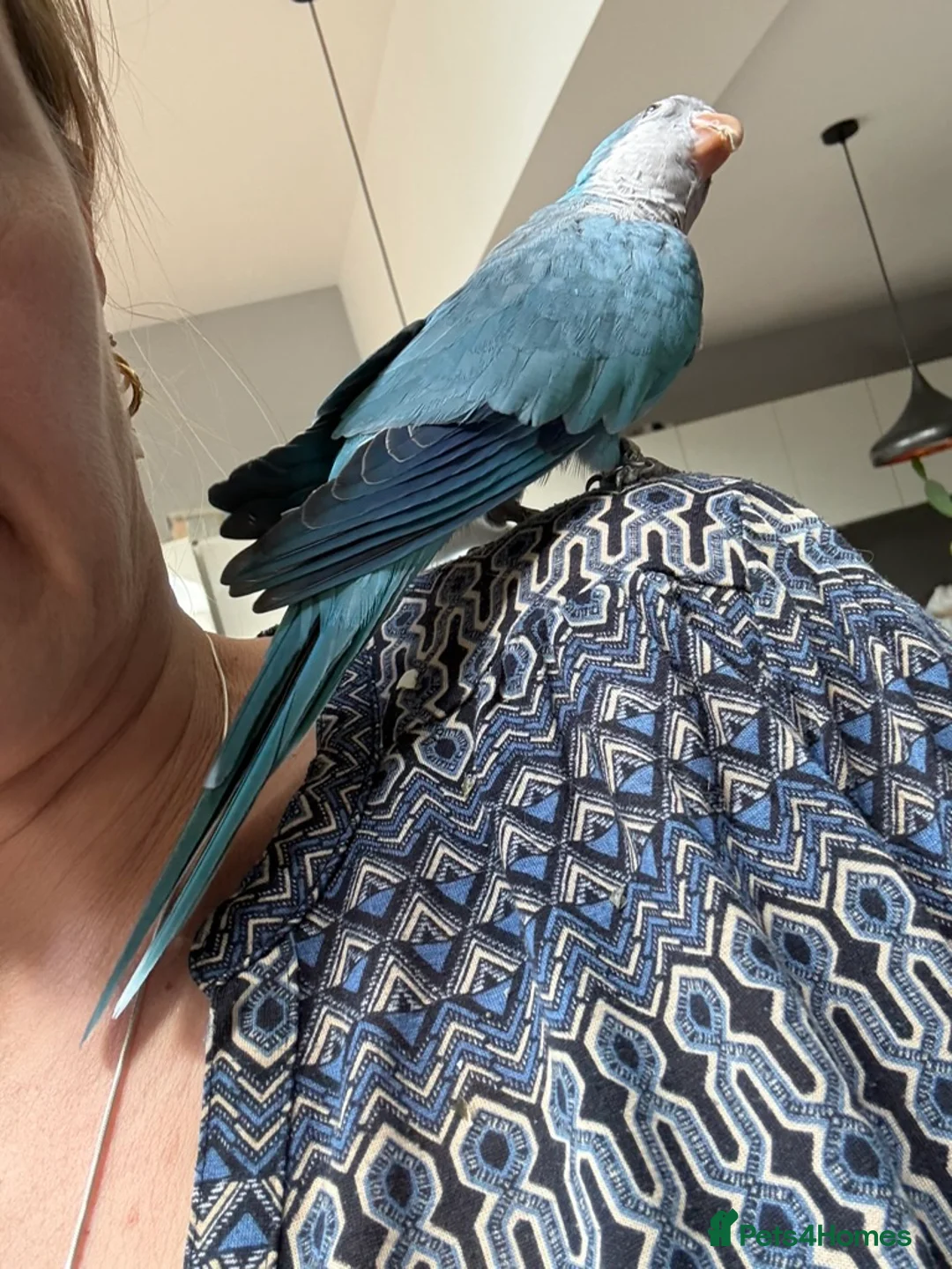 Parakeets birds for sale: Tame and speaking Monk Parakeet (blue) in Surbiton - Advert 1