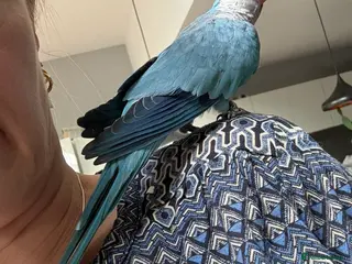 Parakeets birds Tame and speaking Monk Parakeet (blue) - Advert 2