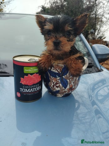 Yorkshire Terrier dogs Yorkshire puppies, 9 week cold ** size. Two li - Advert 1