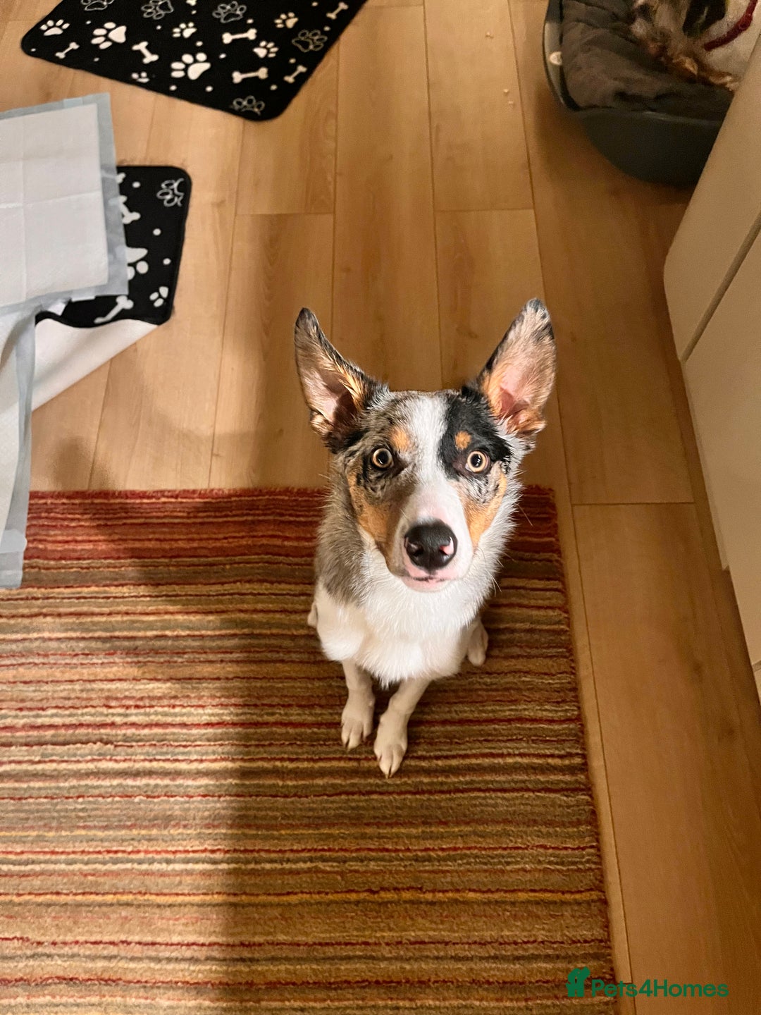 Border Collie dogs for sale: Border collie blue merle 7 months pup - Advert 2