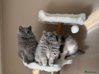 British Shorthair cats - Advert 13