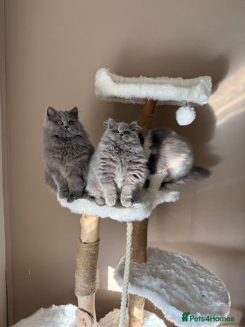 British Shorthair cats - Advert 4