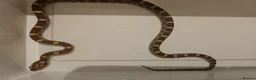 Corn Snake reptiles for sale: Baby cornsnakes for sale - Advert 14