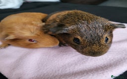 Guinea Pig rodents for sale: Baby girls guinea pigs  - Image 16