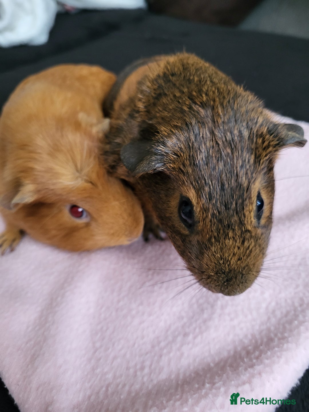 Guinea Pig rodents for sale: Baby girls guinea pigs  - Image 16