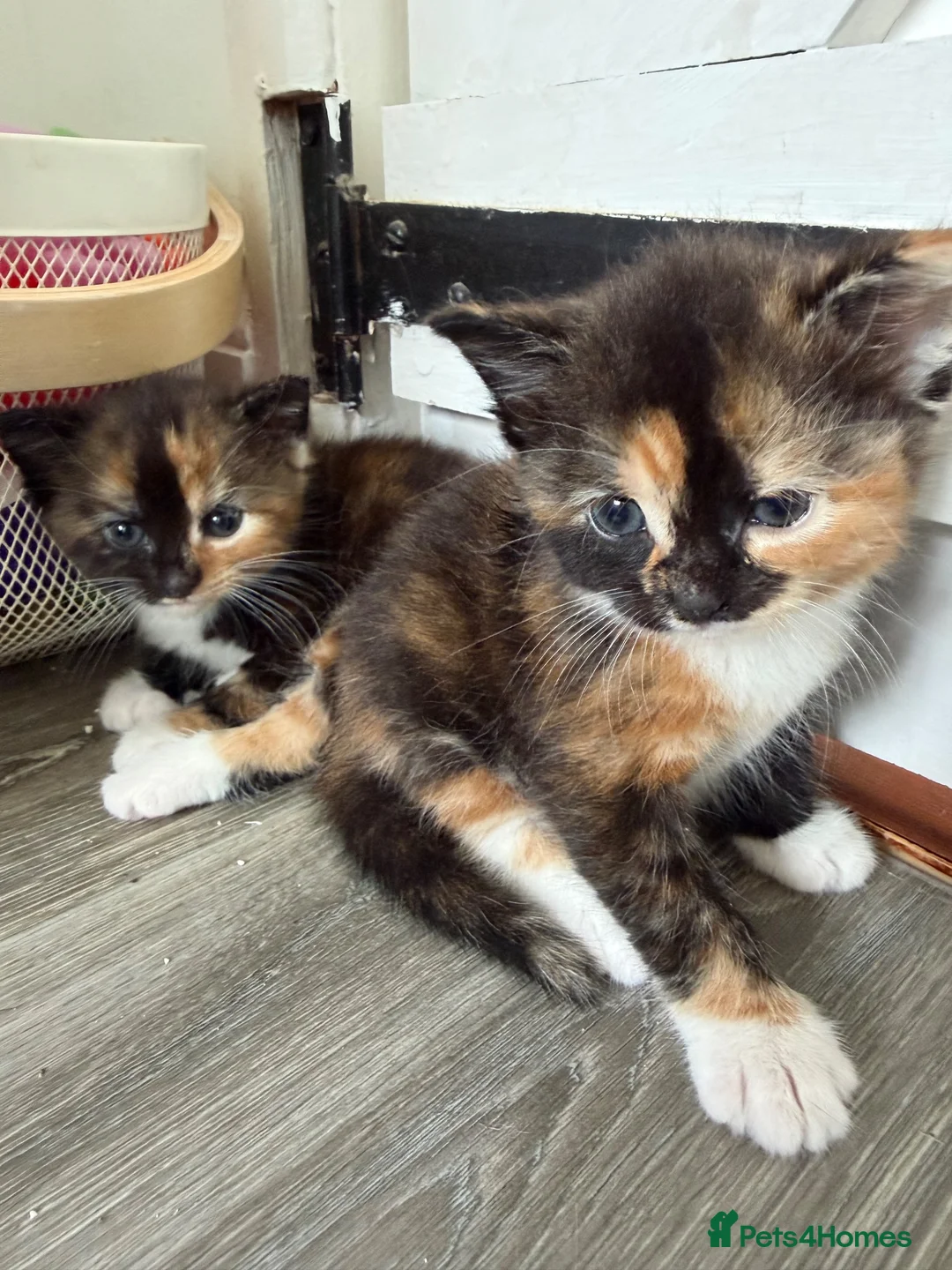 Mixed Breed cats for sale: Kittens for sale  in Wymondham - Advert 9
