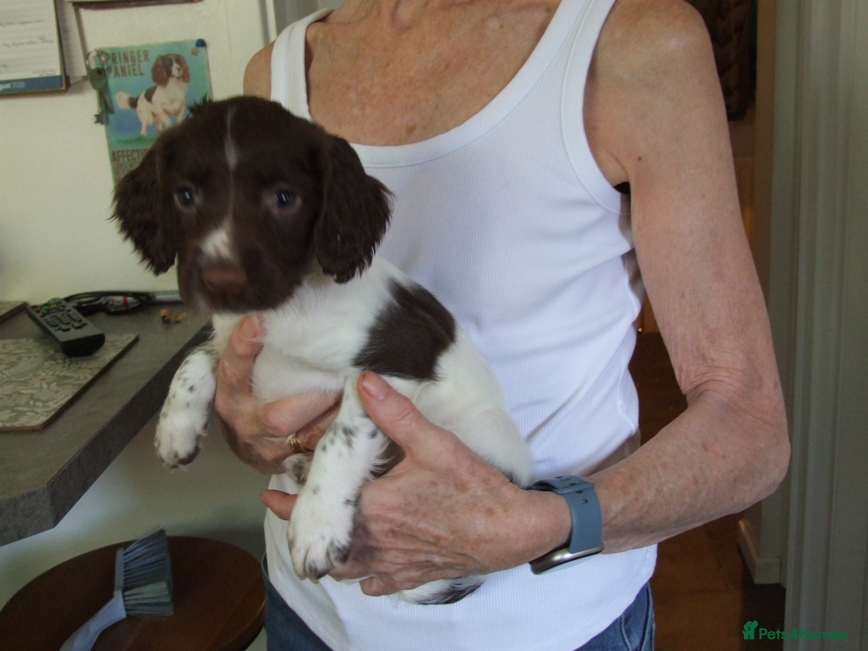 English Springer Spaniel dogs A Lovely Litter of English Springer Spaniels - Advert 2