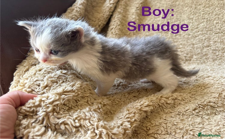 Mixed Breed cats - Advert 4