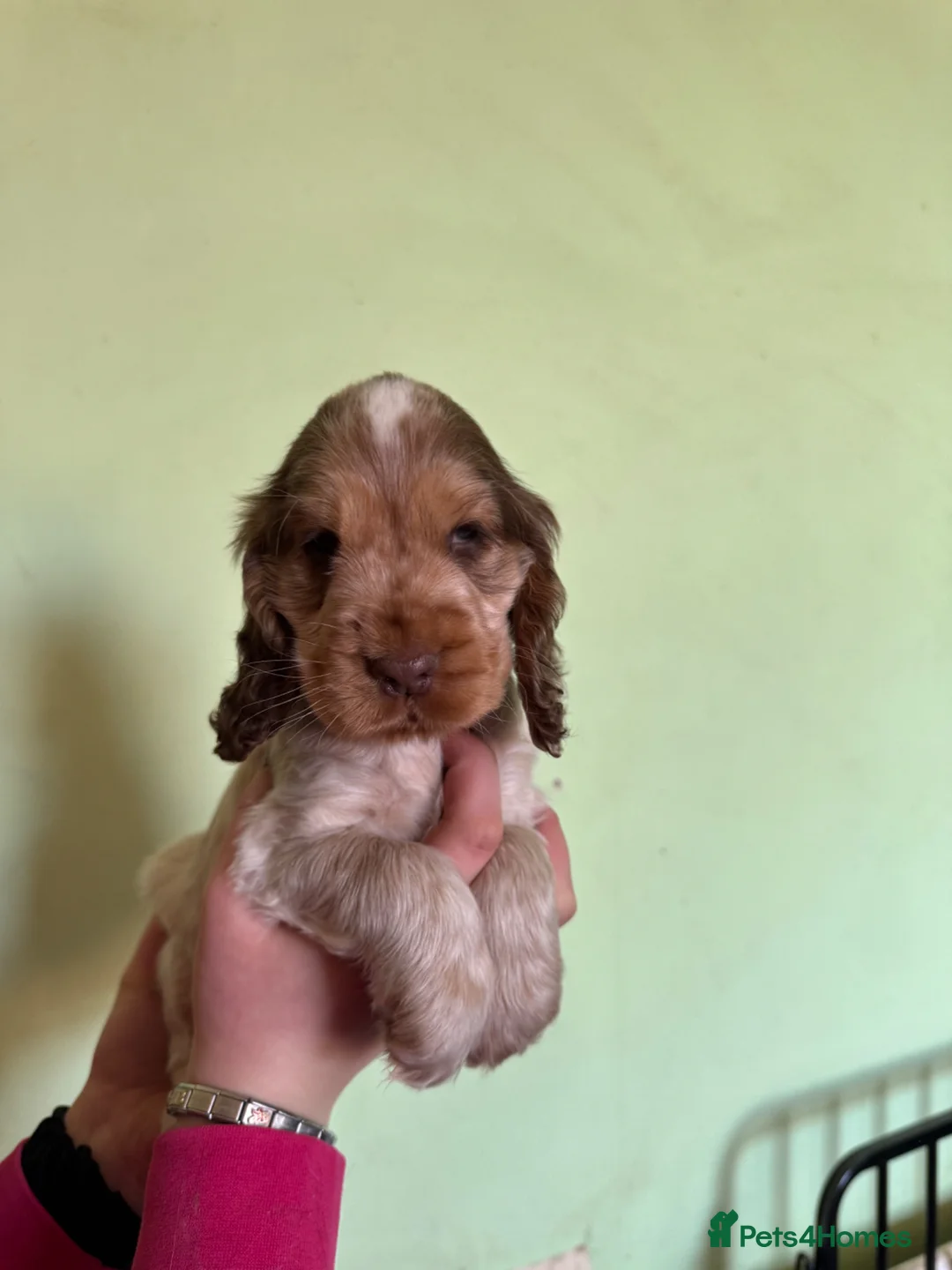 Cocker Spaniel dogs for sale: Show Type cocker spaniels  - Advert 2