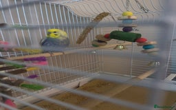 Budgerigars birds for sale: 7month old male Budgie - Image 1