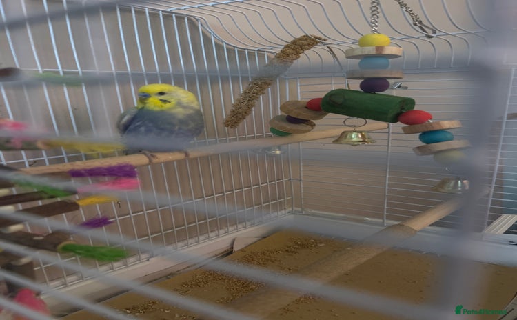 Budgerigars birds - Advert 1