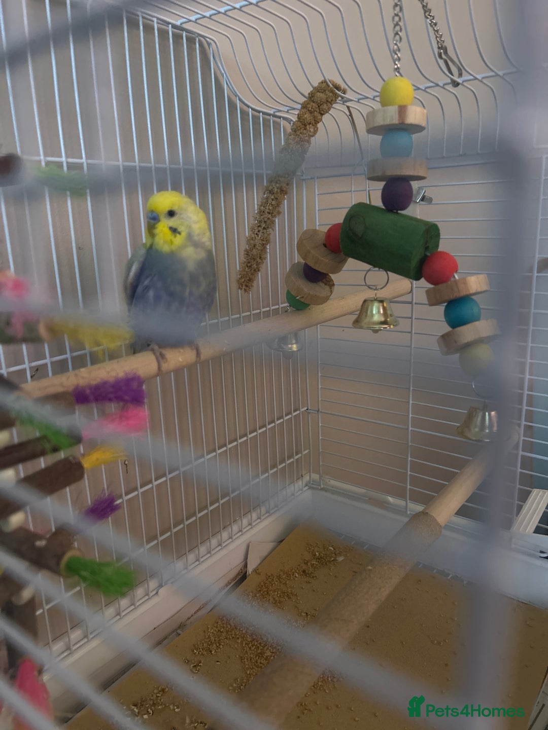 Budgerigars birds for sale: 7month old male Budgie - Image 1