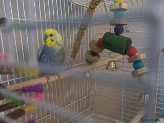 Budgerigars birds - Advert 7