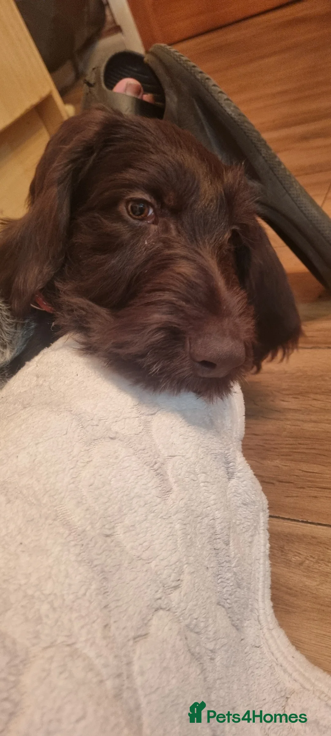 German Wirehaired Pointer dogs for sale: Female for sale  in Chesterfield - Advert 2