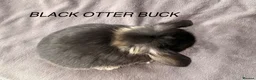 Mini Lop rabbits for sale: BEAUTIFUL Mini lops  - Advert 7
