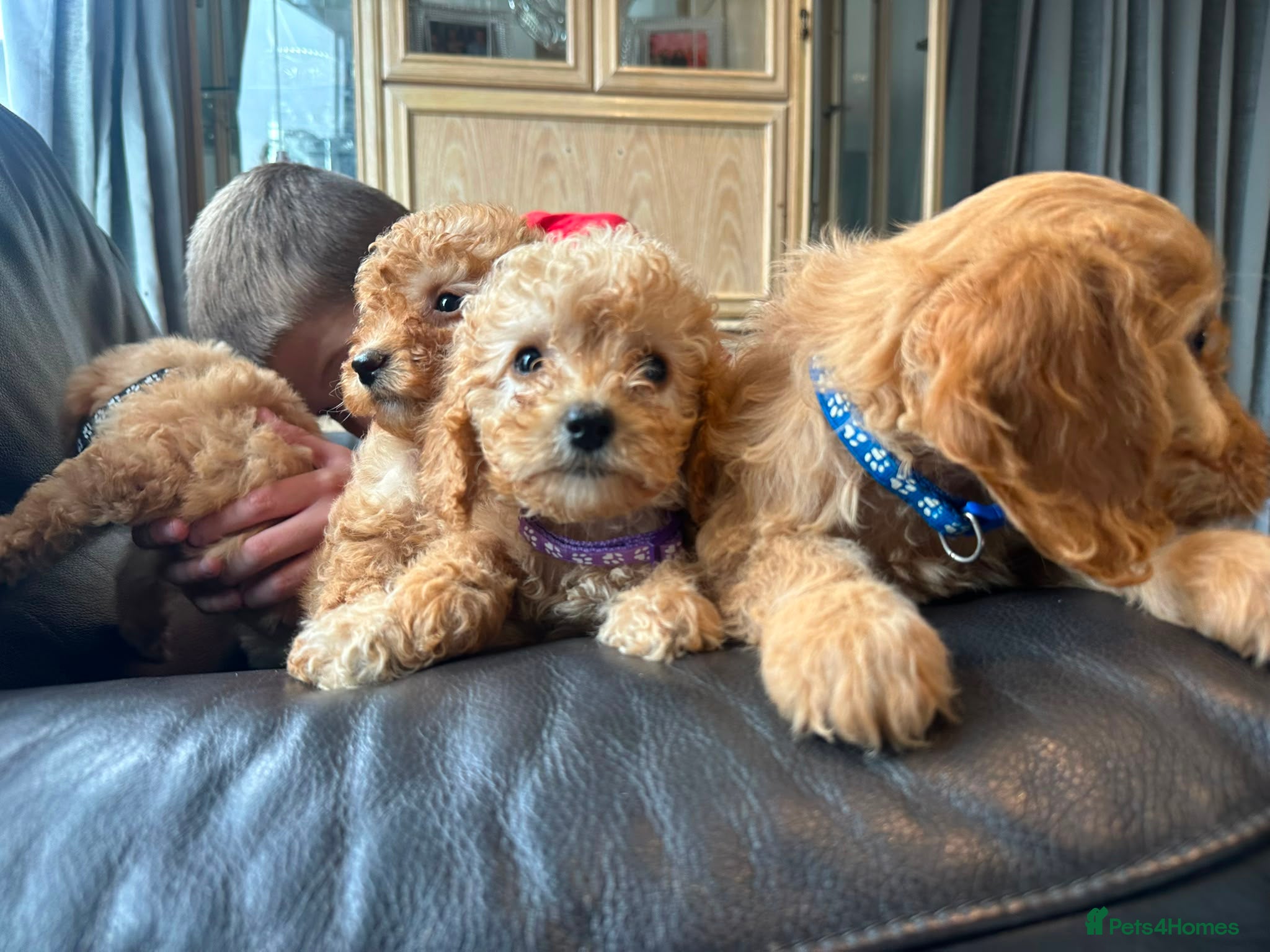 Cockapoo dogs Licensed F1b 2 Cockapoos ready to leave  - Advert 3