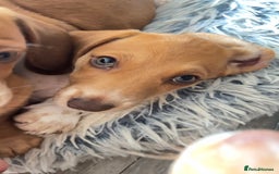 Miniature Dachshund dogs for sale: ‼️Last pup left‼️ 🐾Pied girl with ticked paws 🐾  - Image 3