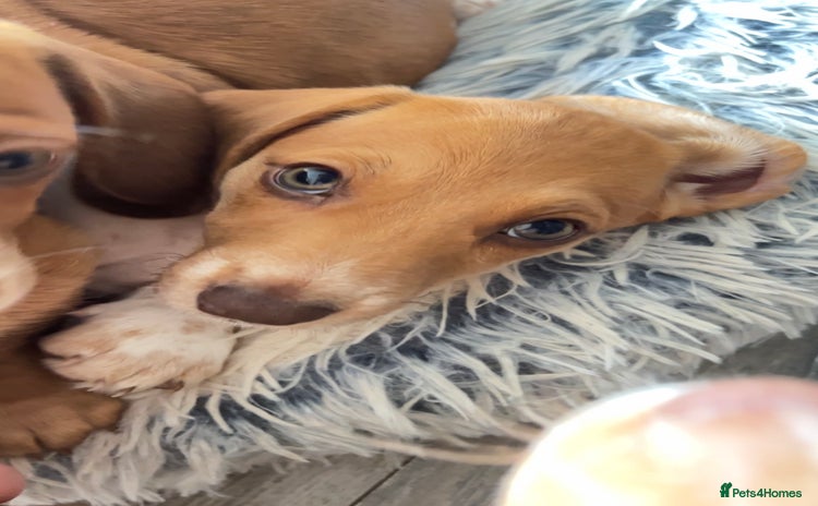 Miniature Dachshund dogs - Advert 4