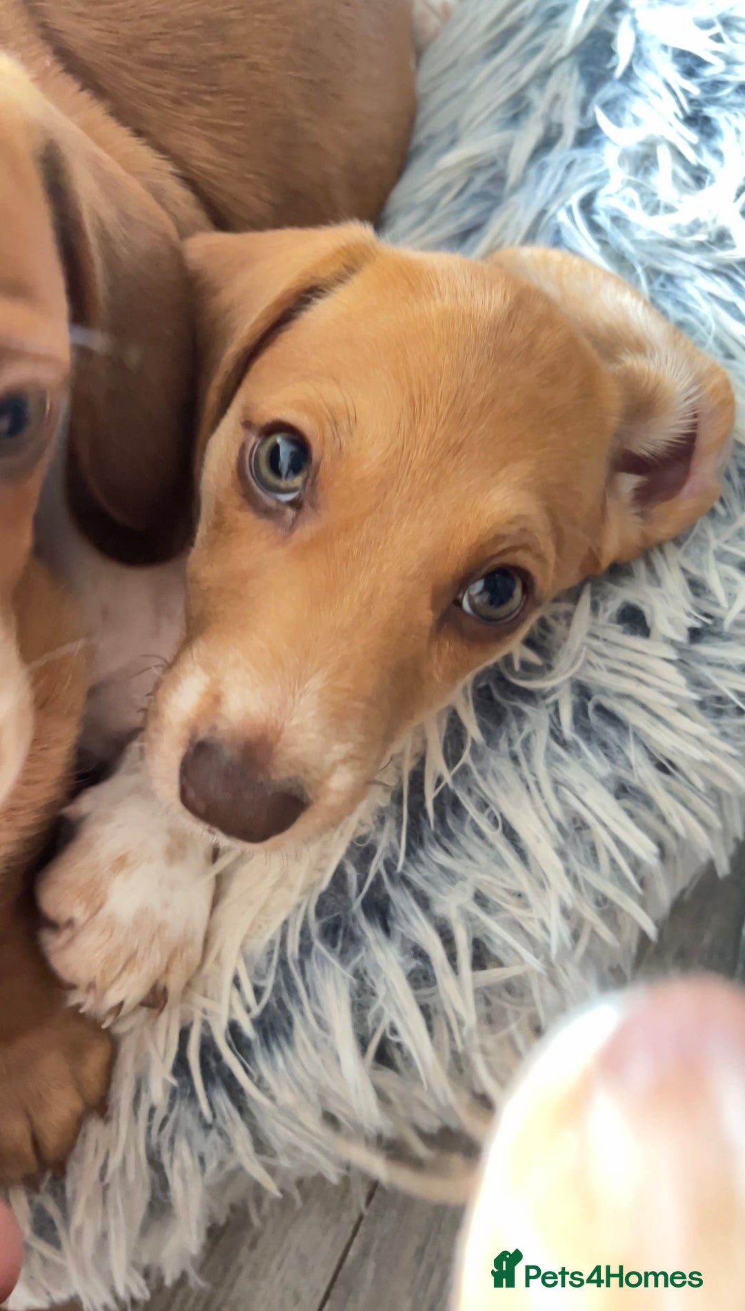 Miniature Dachshund dogs for sale: ‼️Last pup left‼️ 🐾Pied girl with ticked paws 🐾  - Image 3