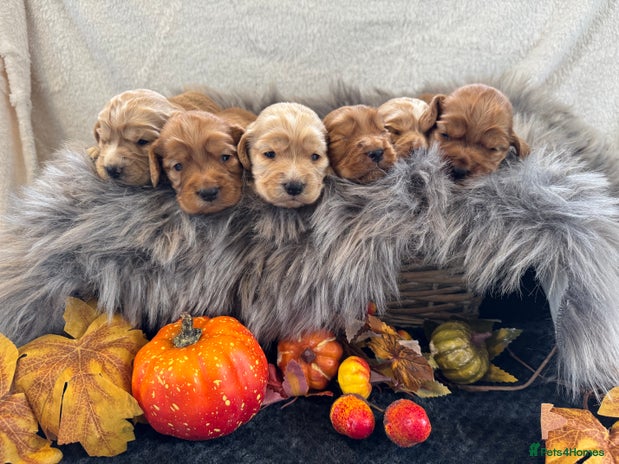 Cocker Spaniel dogs - Advert 4
