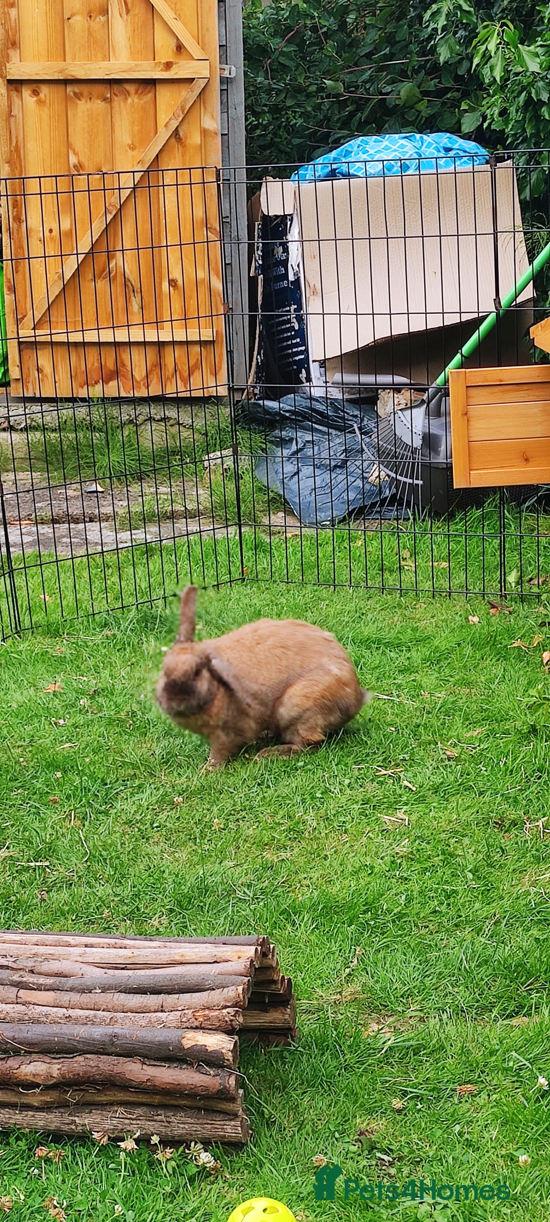 Mini Lop rabbits for sale: Male rabbit for sale with rabbit hutch - Image 2