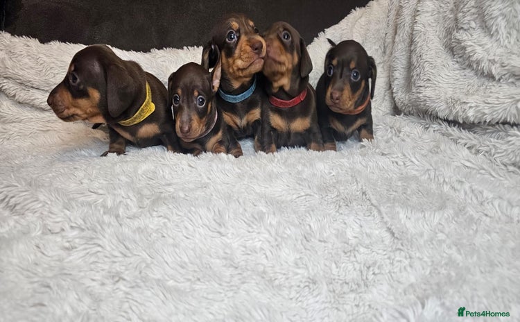 Dachshund dogs Dacshund puppies - Advert 1