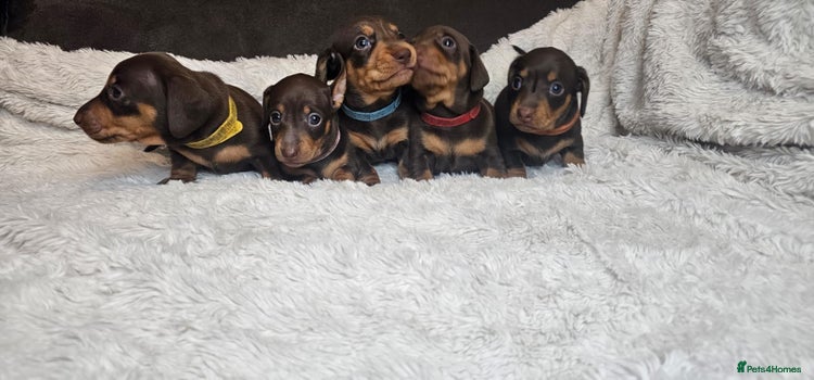 Dachshund dogs Dacshund puppies - Advert 1