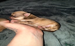 Chihuahua dogs for sale:  **  CHIHUAHUAS  - Advert 4