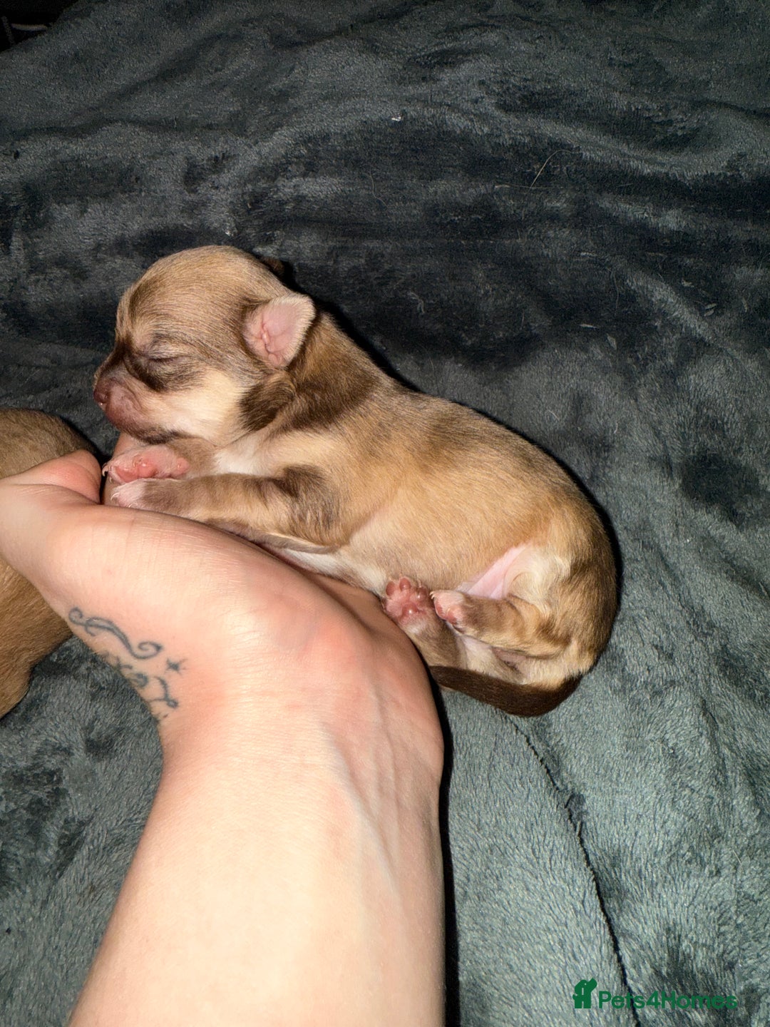 Chihuahua dogs for sale:  **  CHIHUAHUAS  - Advert 4