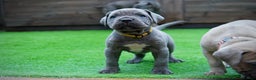 Cane Corso dogs for sale: ICCF Registered Cane Corsos  - Advert 15