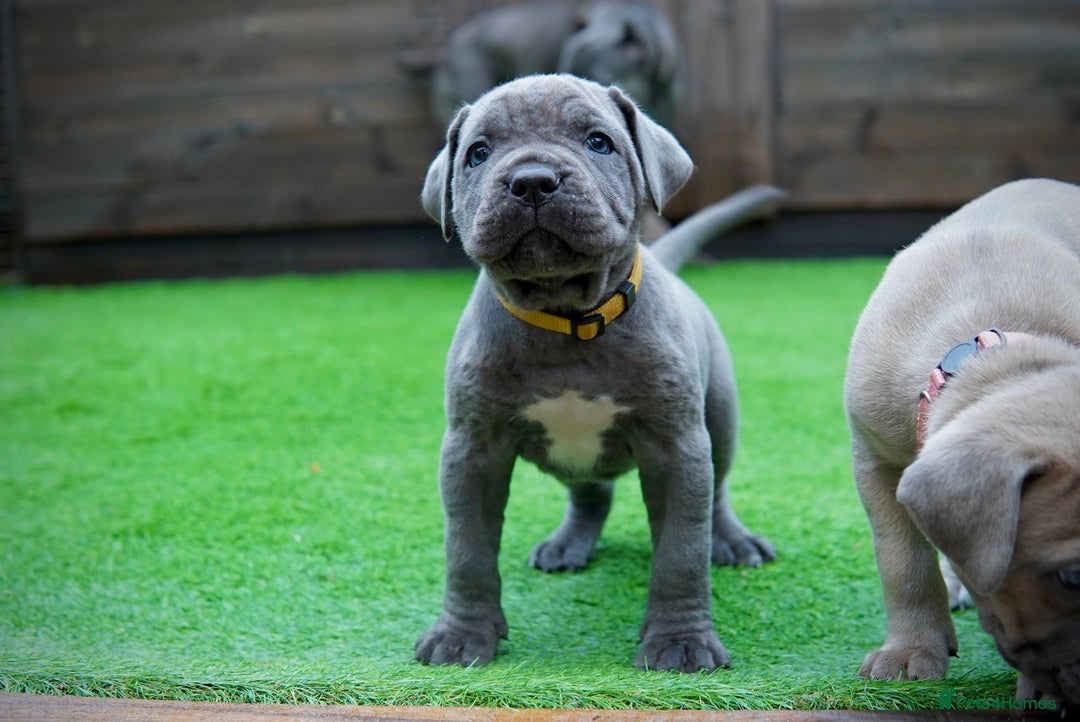 Cane Corso dogs for sale: ICCF Registered Cane Corsos  - Advert 15