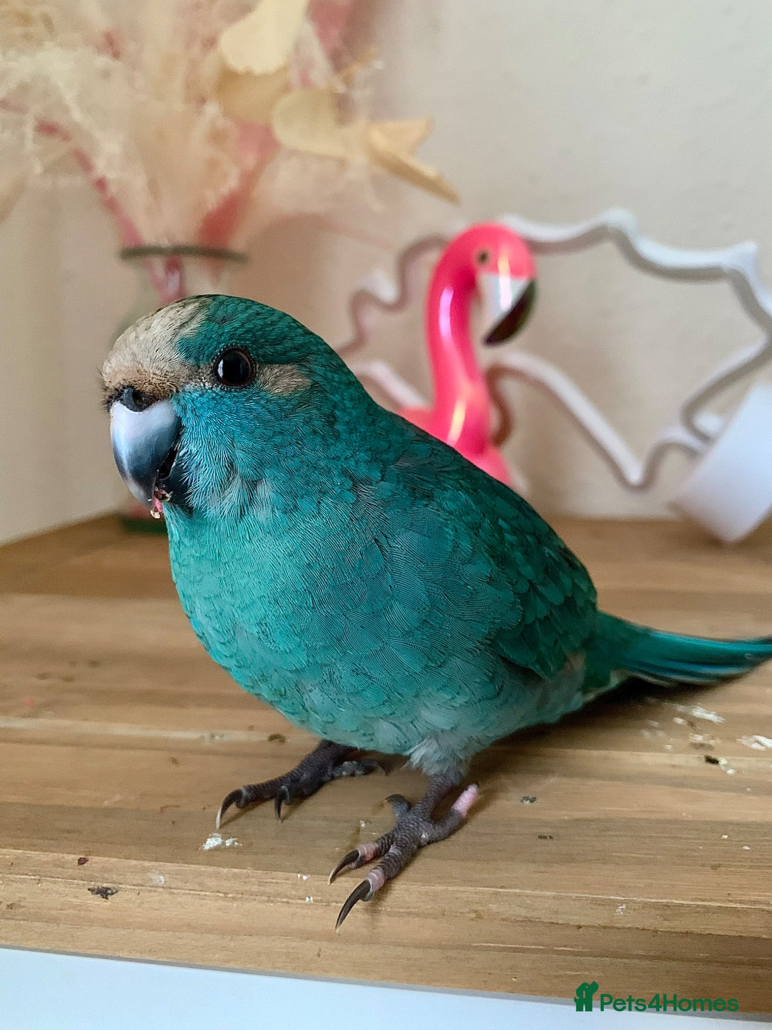 Parakeets birds Hand Reared Baby Kakarikis  - Advert 1