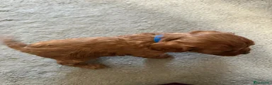 Cavalier King Charles Spaniel 3