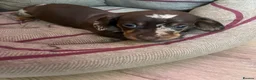 Dachshund dogs for sale: Dachshund puppies for sale  - Advert 25