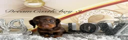 Miniature Dachshund dogs for sale: Adorable miniature datchund Kc reg boys available  - Advert 17