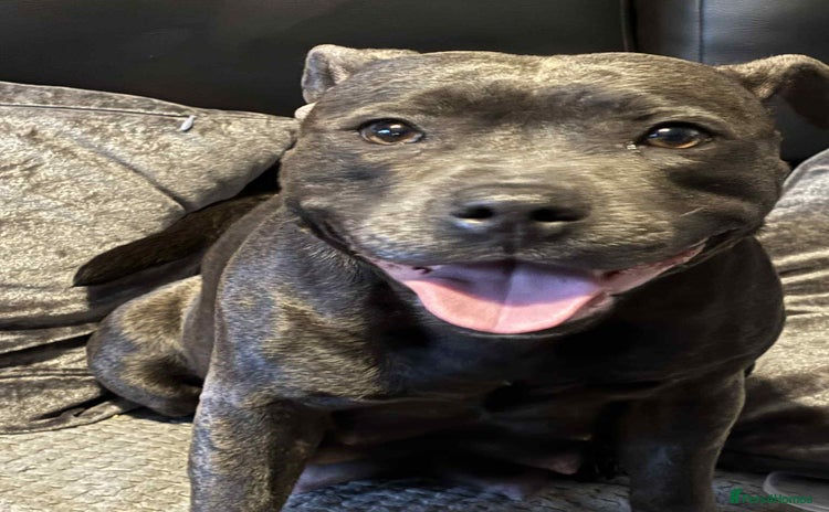 Staffordshire Bull Terrier dogs Staffordshire bull terrier pups - Advert 14