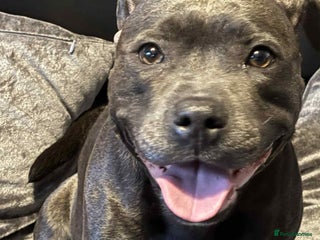 Staffordshire Bull Terrier dogs Staffordshire bull terrier pups - Advert 4