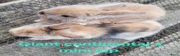 Mixed Breed rabbits for sale: Stunning selection of rabbits - Advert 3