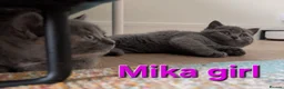 British Shorthair cats for sale: Gorgeous British shorthair kittens - Advert 8