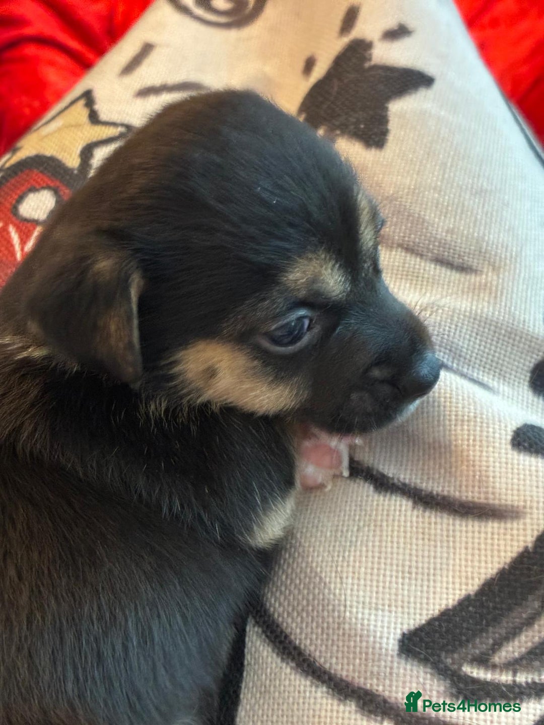 Jack Russell dogs for sale: Miniature Jack Russel Pups for sale - Advert 18