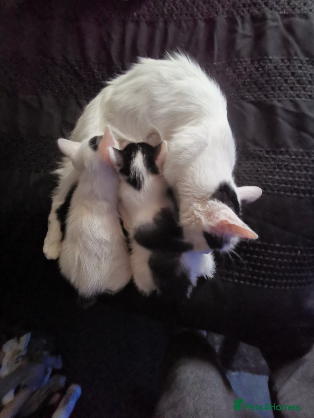 Mixed Breed cats for sale: 8 week old kittens for sale  - Image 3