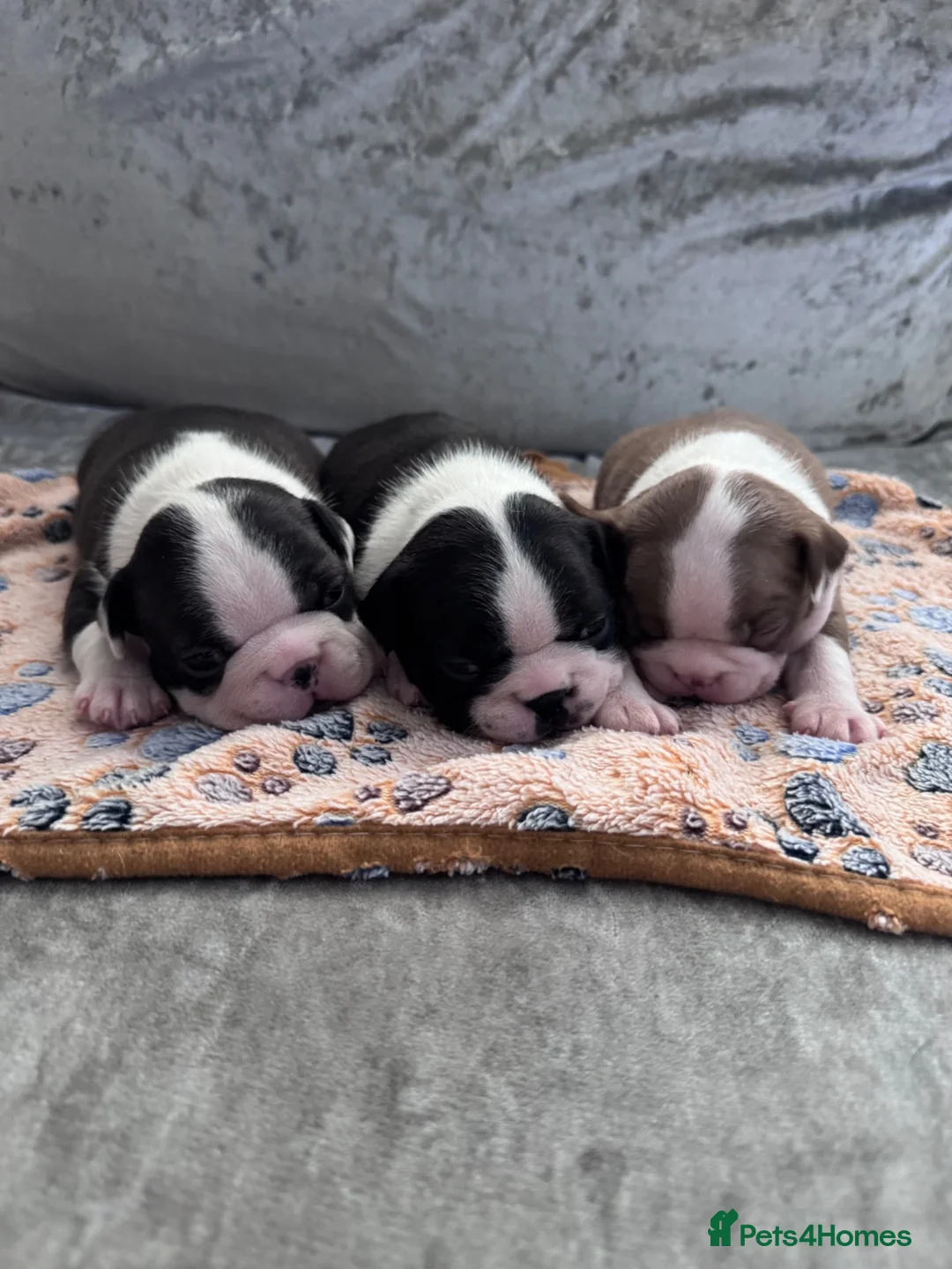 Boston Terrier dogs for sale: KC Registered Boston Terrier Puppies  in Wrexham - Advert 2