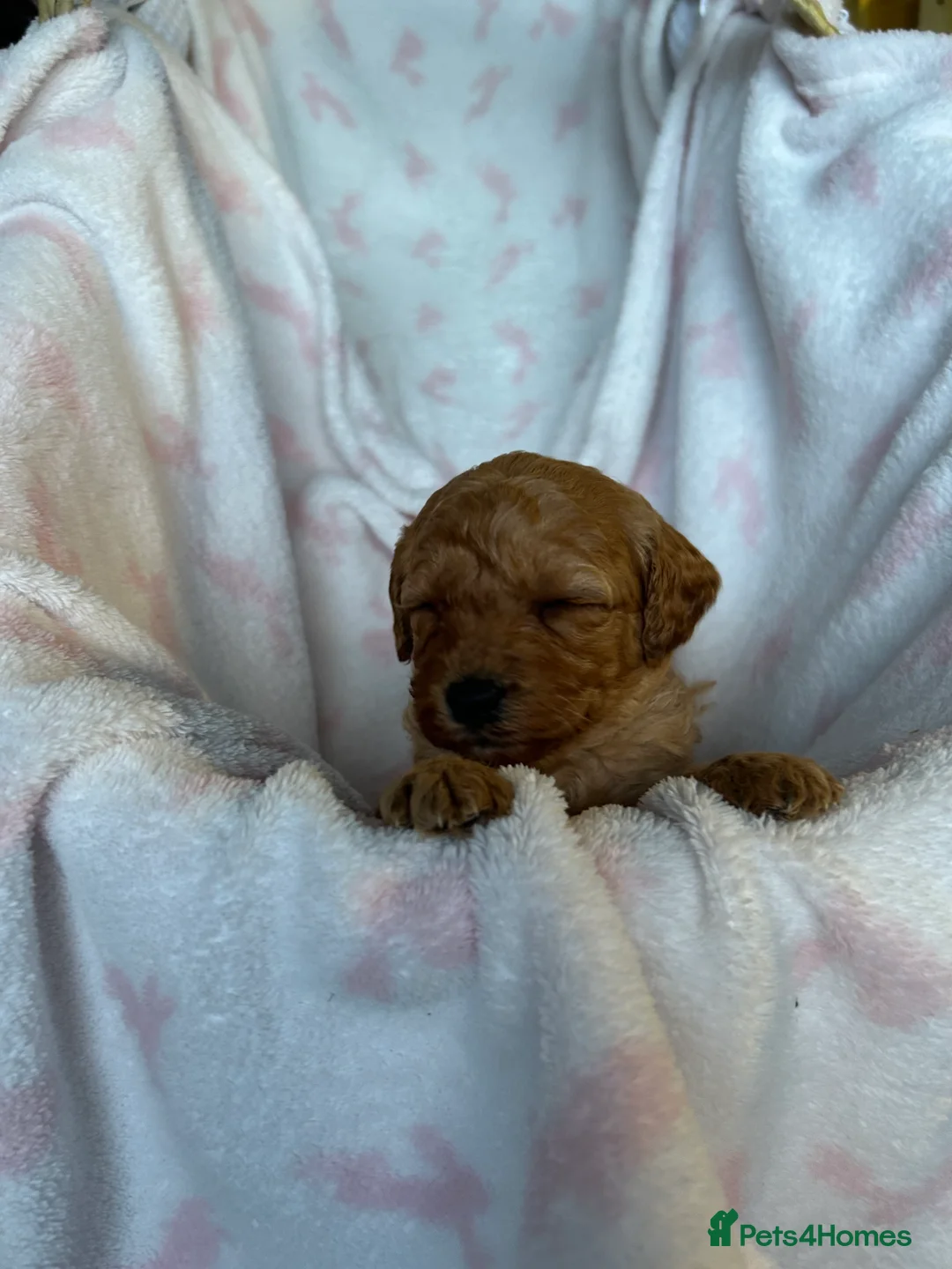 Cavapoo dogs for sale: Adventures of a curly cavapoo no further  - Advert 20