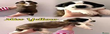 Saint Bernard 3