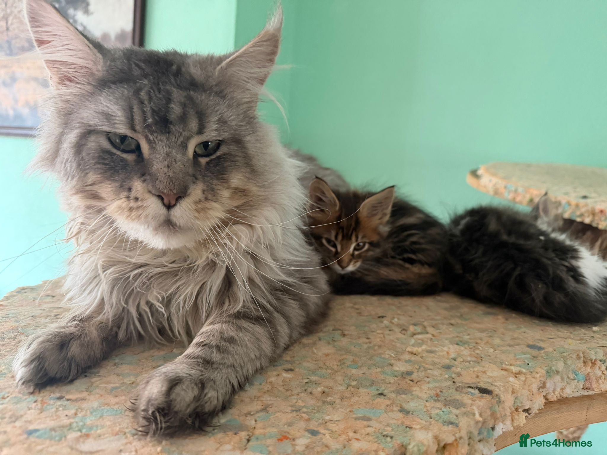 Maine Coon cats for sale: 6 MONTH MAINE COON TABBY BOY FOR SALE - Advert 2