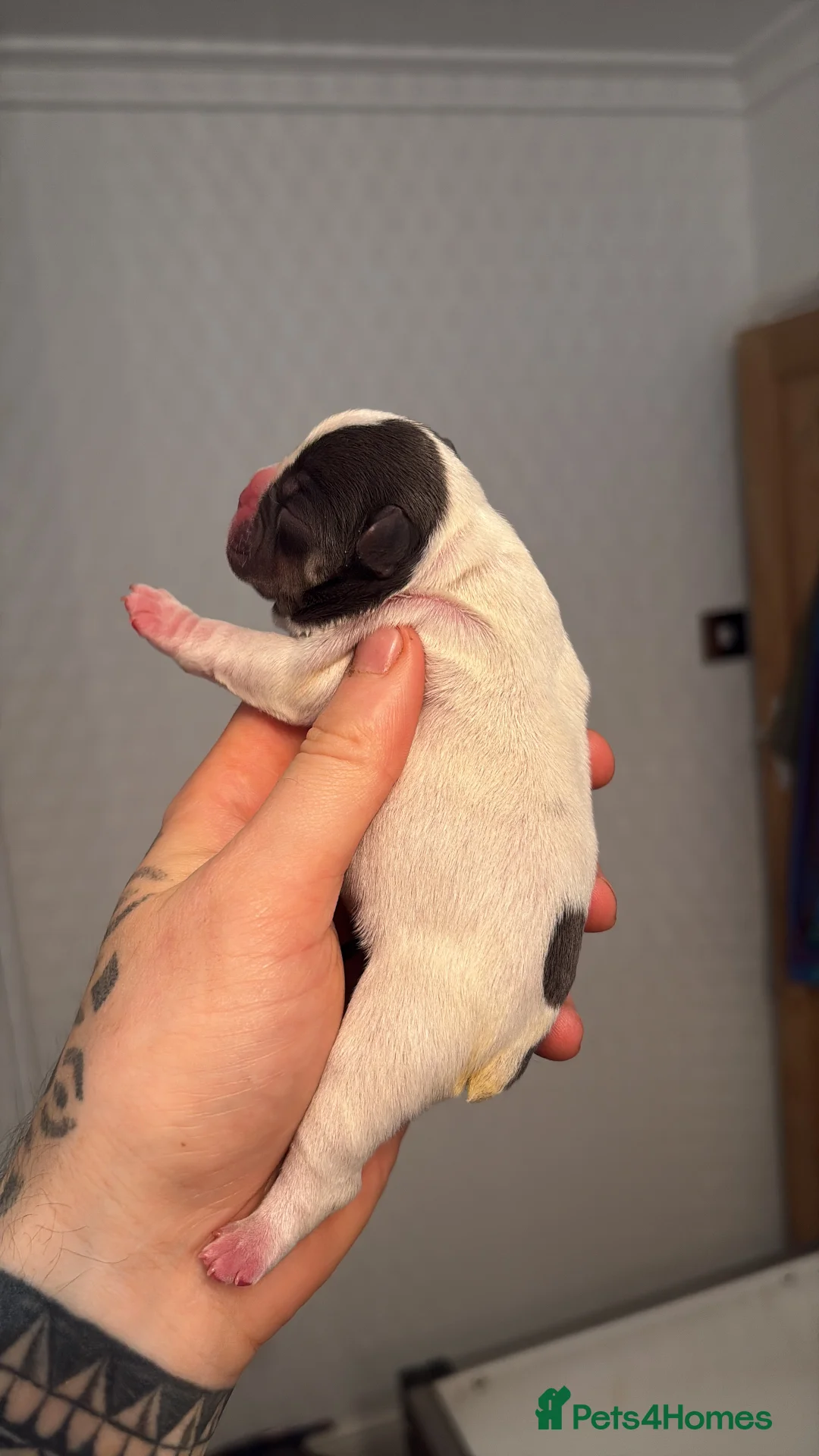 French Bulldog dogs for sale: HIGHLY HEALTH TESTED FRENCHIE PUPS - Advert 13