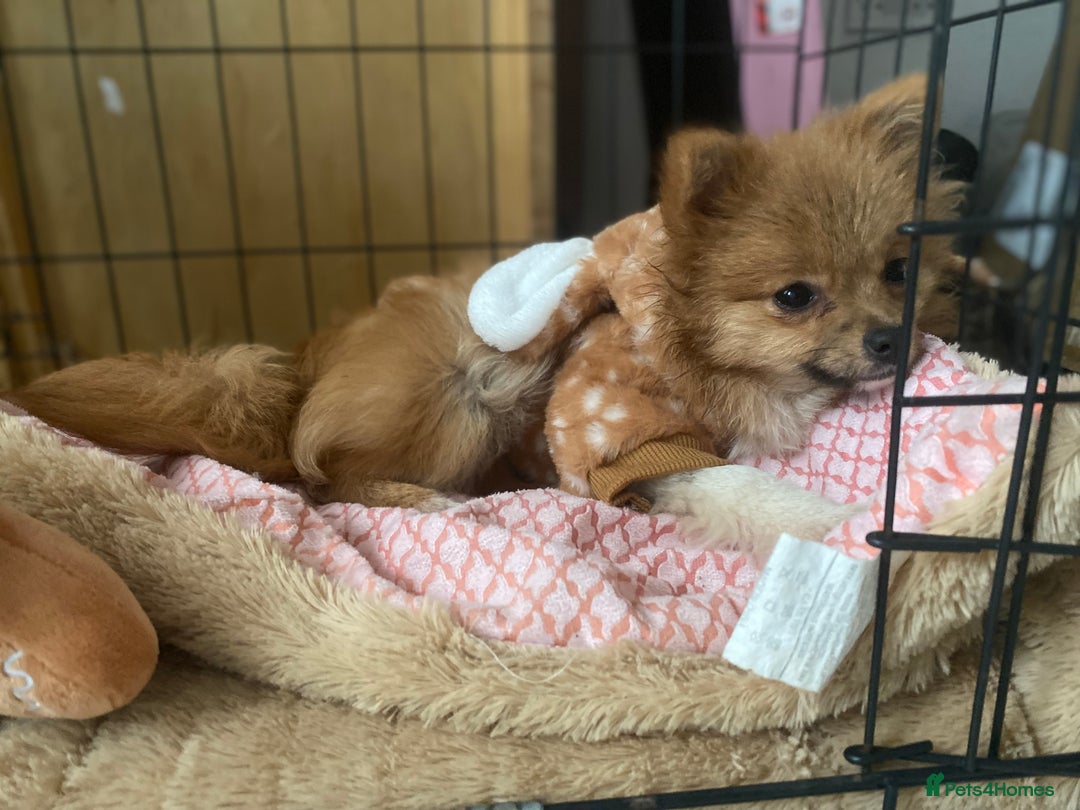 Mixed Breed dogs for sale: 2 Pomeranians girls for sale  - Advert 3
