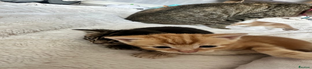 Bengal Kitten 1